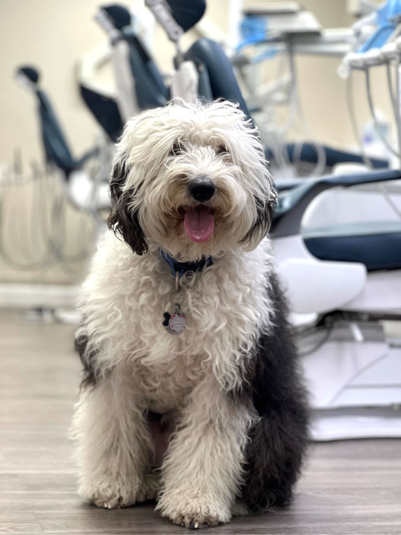 meet our pediatric dental therapy dog
