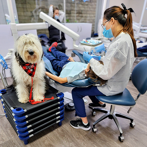 Therapy Dog Dentist Huntington Beach